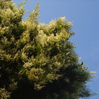 Poranopsis